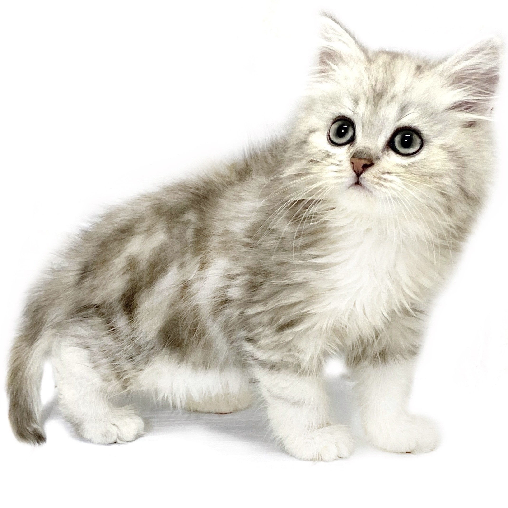 ラガマフィン | ペットショップ マルワン 小さめ子犬 美形な子猫
