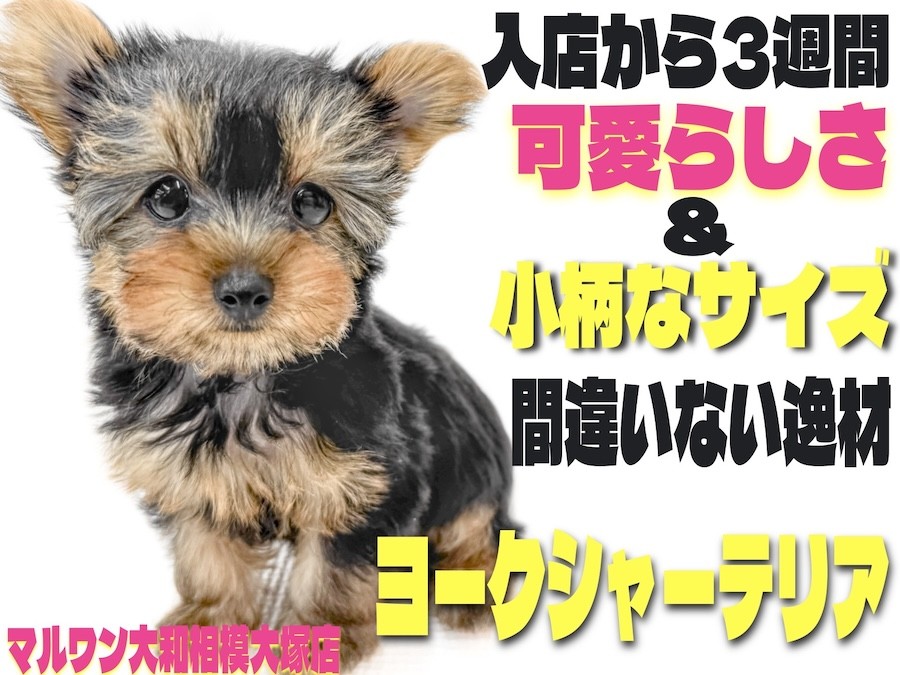 ヨークシャーテリア 】入店後3週間が経ち随所に成長が！生後2ヶ月半の
