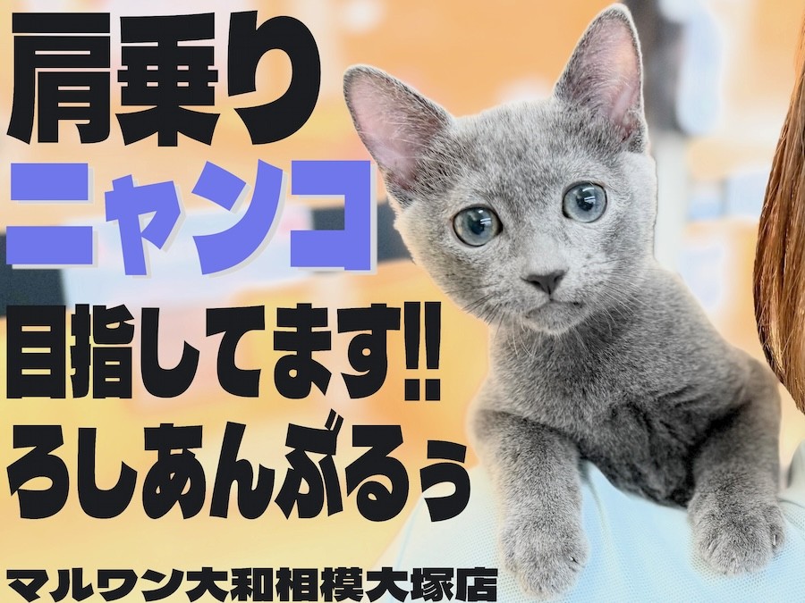 ロシアンブルー 】肩乗りニャンコを目指す超甘えん坊の生後3ヶ月