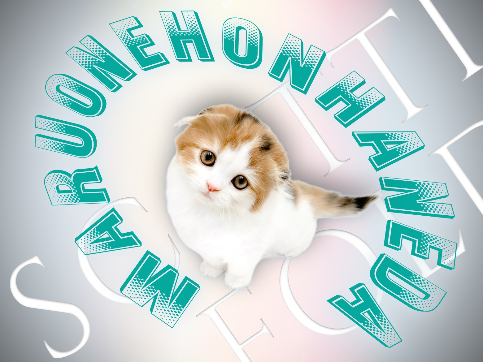 スコティッシュフォールド】超プレミアム！パーフェクトすぎる三毛猫