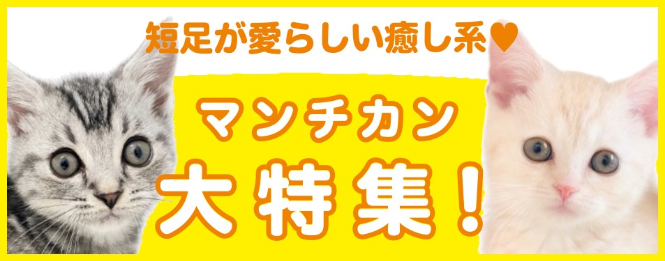 特集猫マンチカン