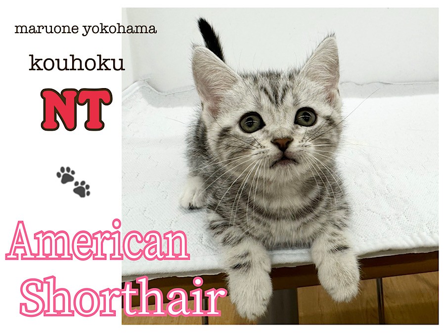 アメリカンショウトヘアー猫 千葉県のアメリカンショートヘアの子猫を探す｜ブリーダー直販の