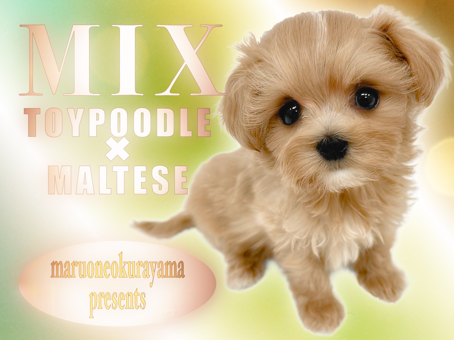 258643ce952cb972b389048ea3c177