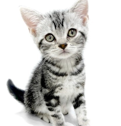 SWAROVSKI アメリカンショートヘア 猫 アメリカンショートヘア | ペットショップ マルワン 小さめ子犬 美形な
