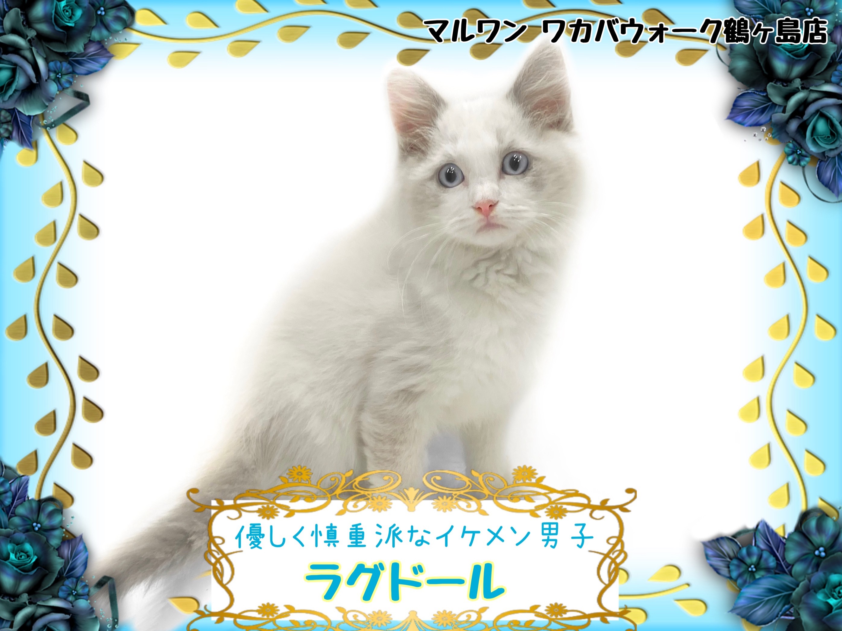 ラグドール 】おとなしめの慎重派で隠れ甘えん坊な癒し系猫ちゃん