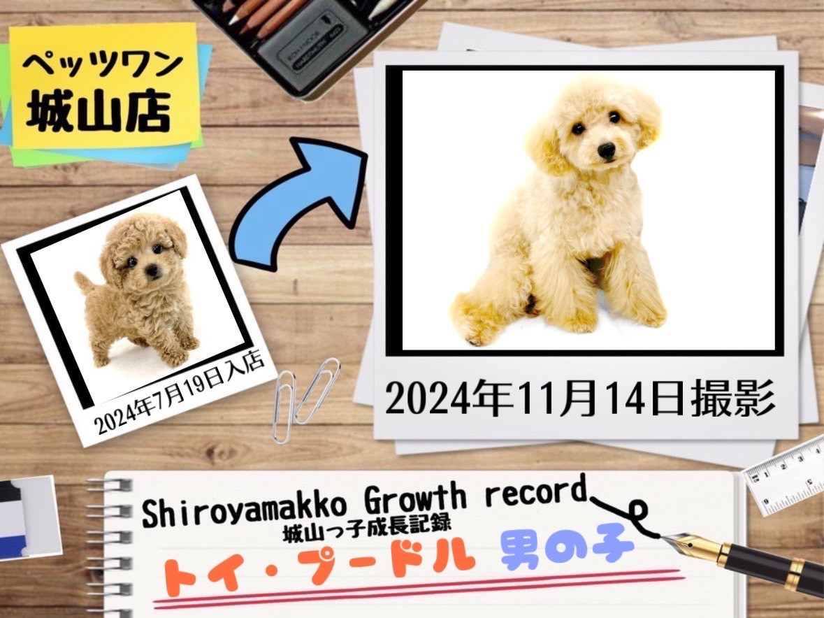 トイプードル♡オーダーパネル ハンドメイド オーダー受付ページ ♡瓶入り トイプードル パネル