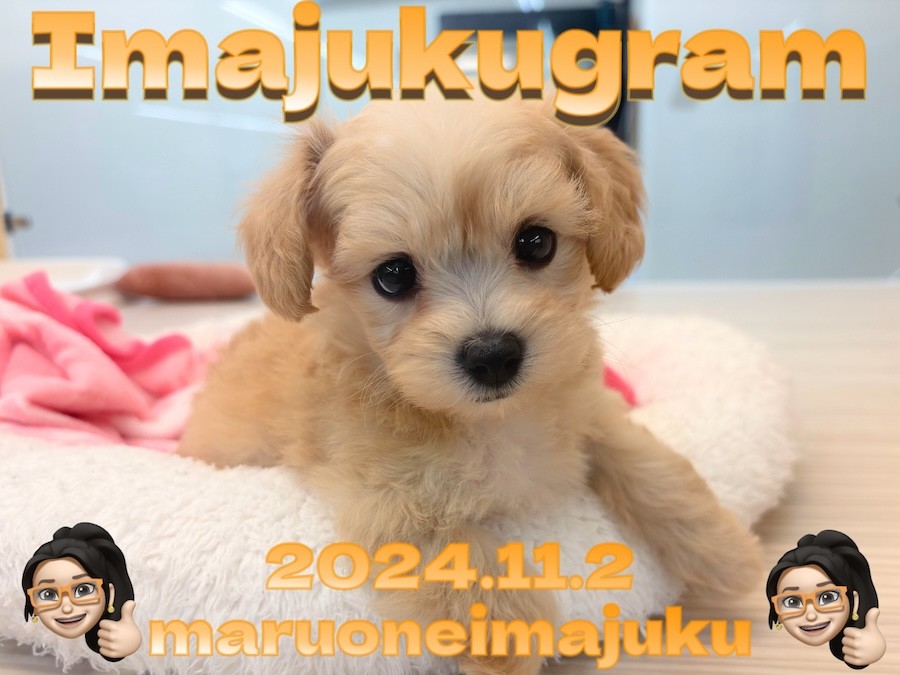 イマジュクグラム 】マルチーズとトイプードルの最強MIX！マルプーの