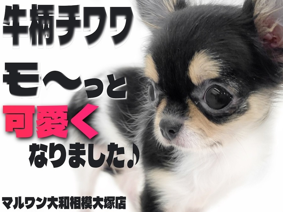 チワワ　五月人形　廃盤品 CH20240226m1【チワワ】詳細｜WANLINE