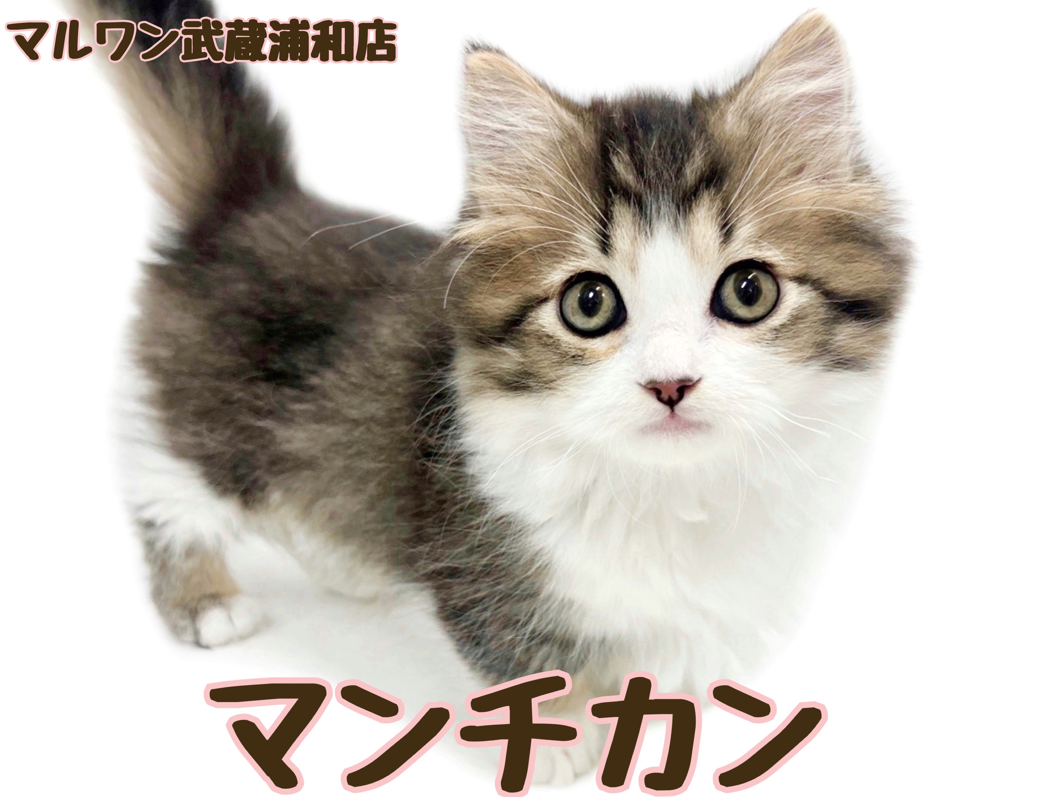 マンチカン 】抜群に可愛いお顔の短足にゃんこが埼玉に登場
