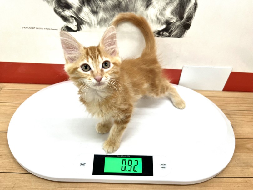 成猫時の予想体重は3~6kg | ターキッシュアンゴラ （18-426） - 横浜 元町店