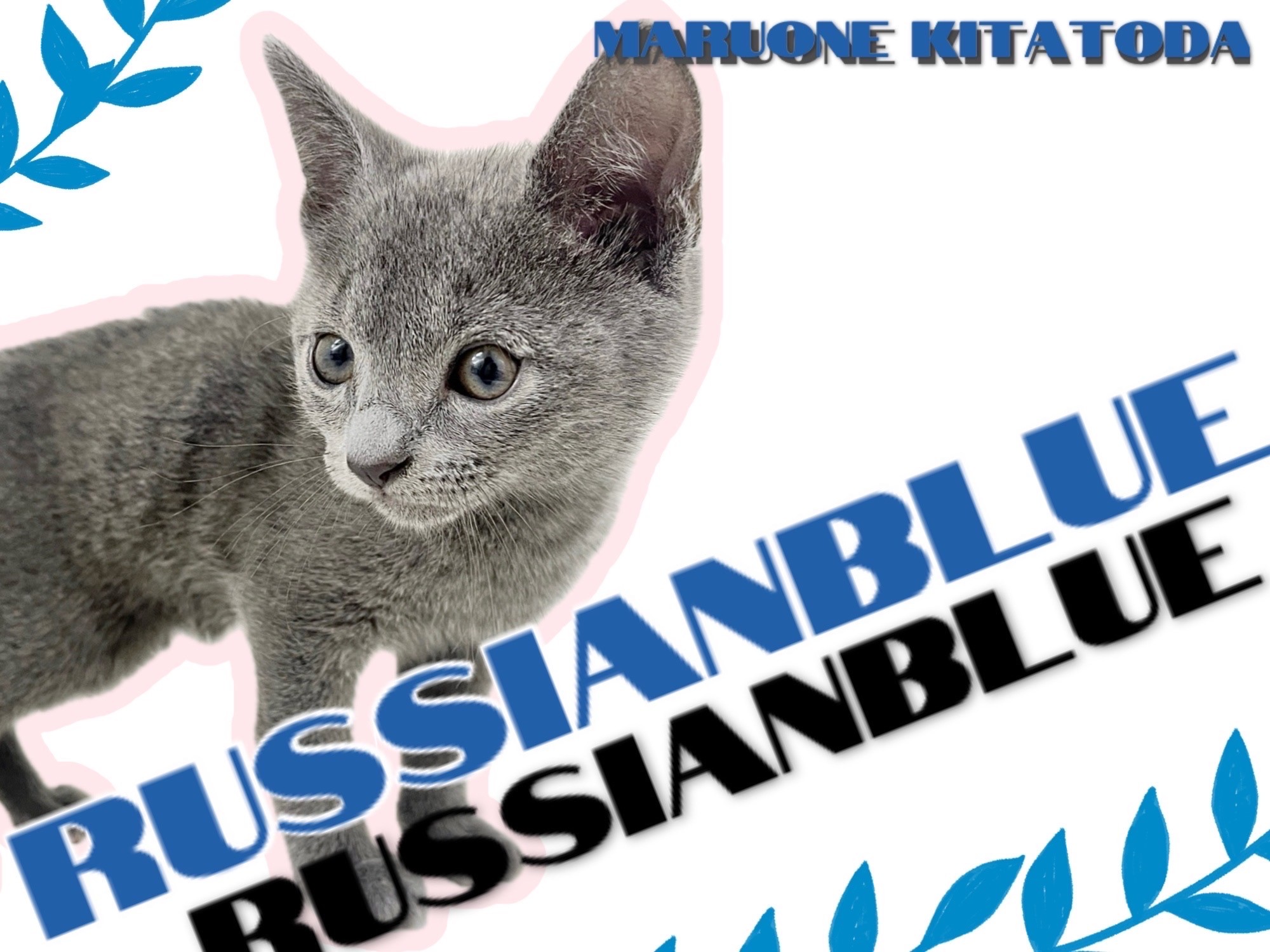 ロシアンブルー 】誰もが振り返る圧倒的美！スタイリッシュにゃんこ