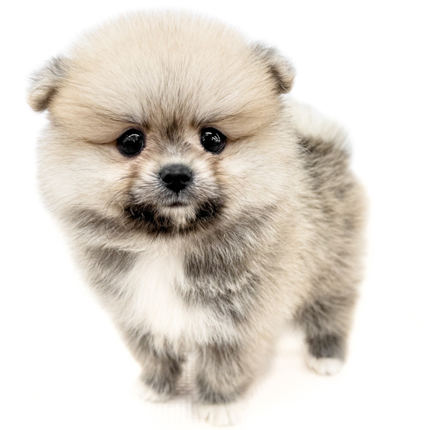 ポメラニアン | ペットショップ マルワン 小さめ子犬 美形な子猫