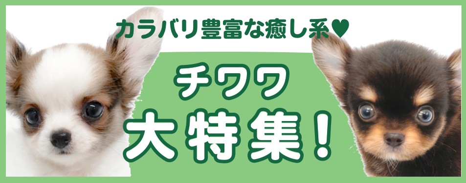 チワワ特集 】11/14現在在店中の世界最小犬！最新動画は必見