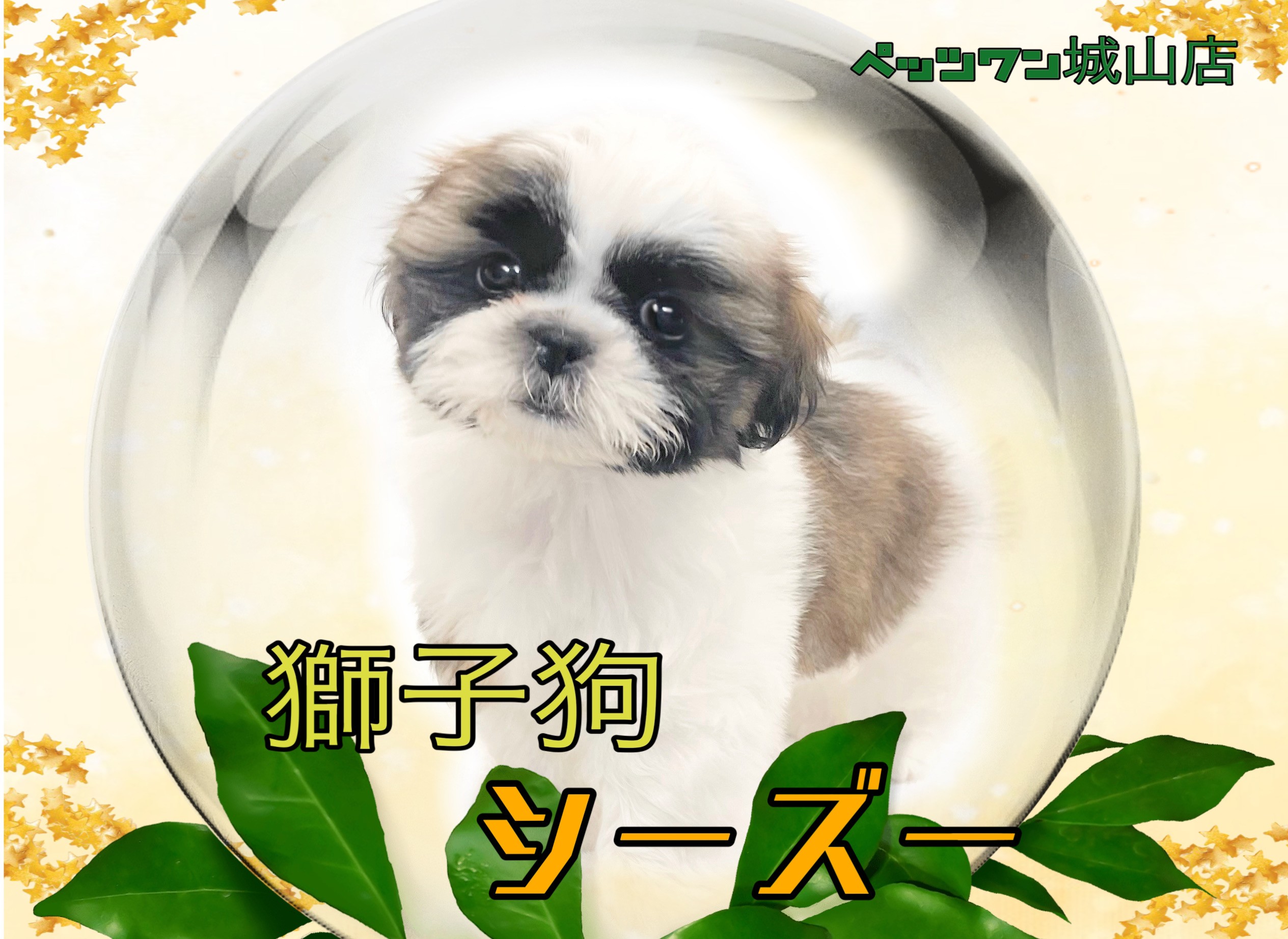 シーズー 】最強マイペース犬！ムッチリシーズーちゃんの登場です