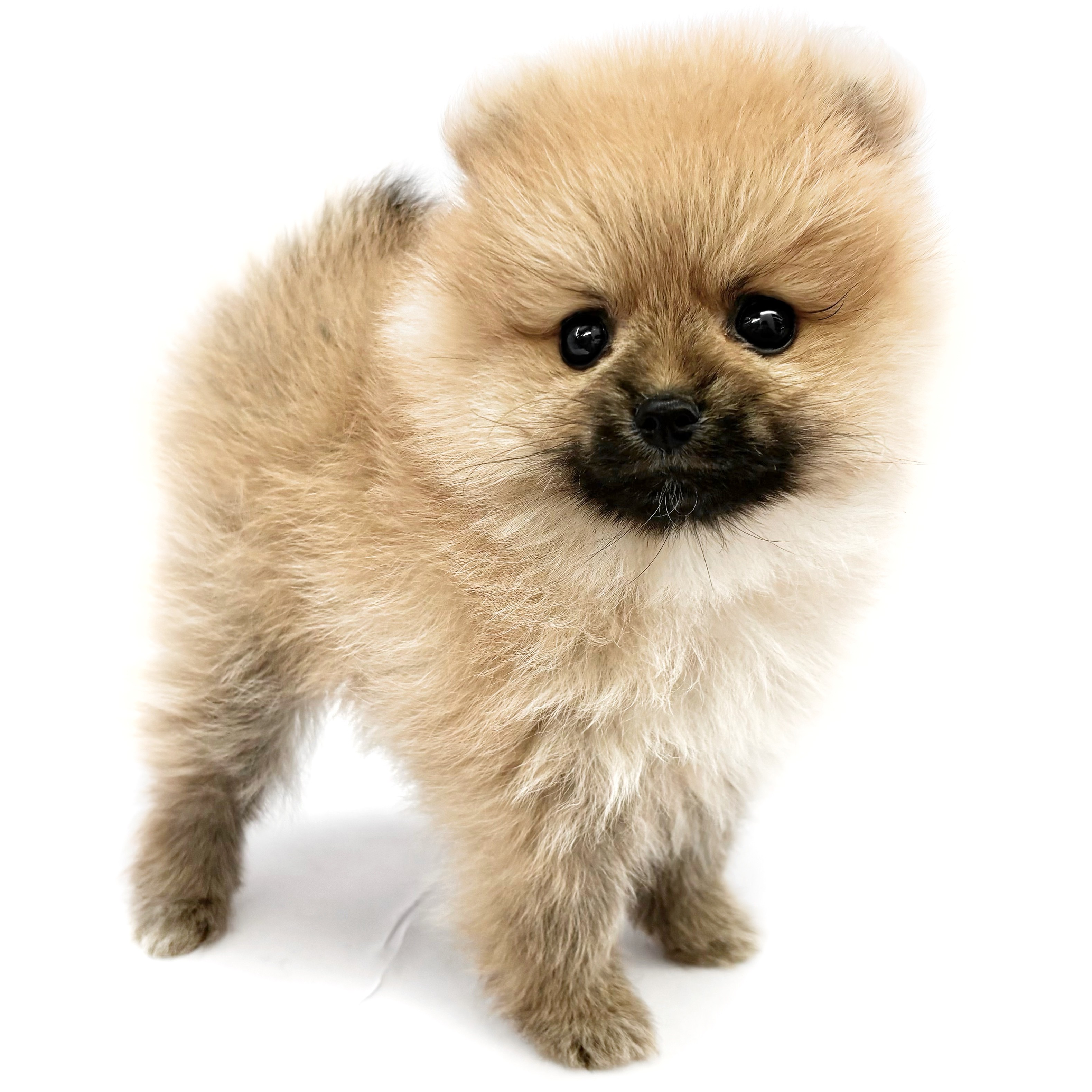 ポメラニアン | ペットショップ マルワン 小さめ子犬 美形な子猫