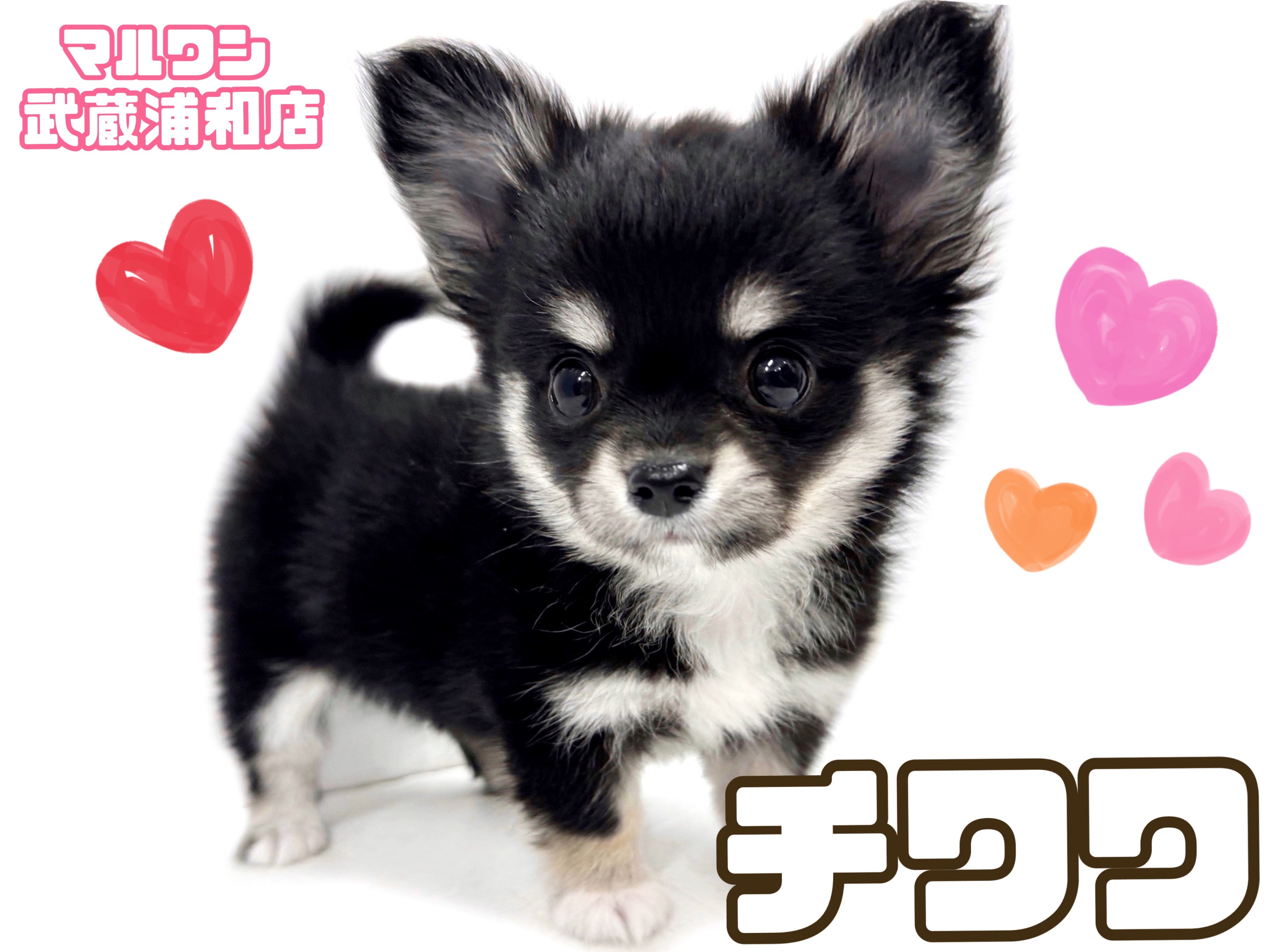 黒ねこ専用　パネル　チワワちゃん柄　45枚 チワワ 】小さなチワワちゃんに必要な生活スペースは新聞紙1枚分