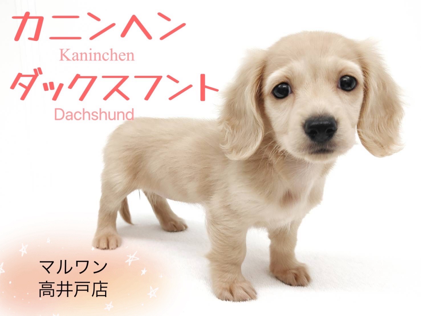 ダックスフンド ダックス （ミニチュア・ダックスフンドの特徴・性格・大きさ