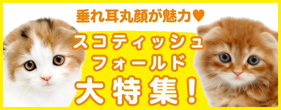 スコティッシュフォールド特集 】11/21現在在店中の垂れ耳癒し系