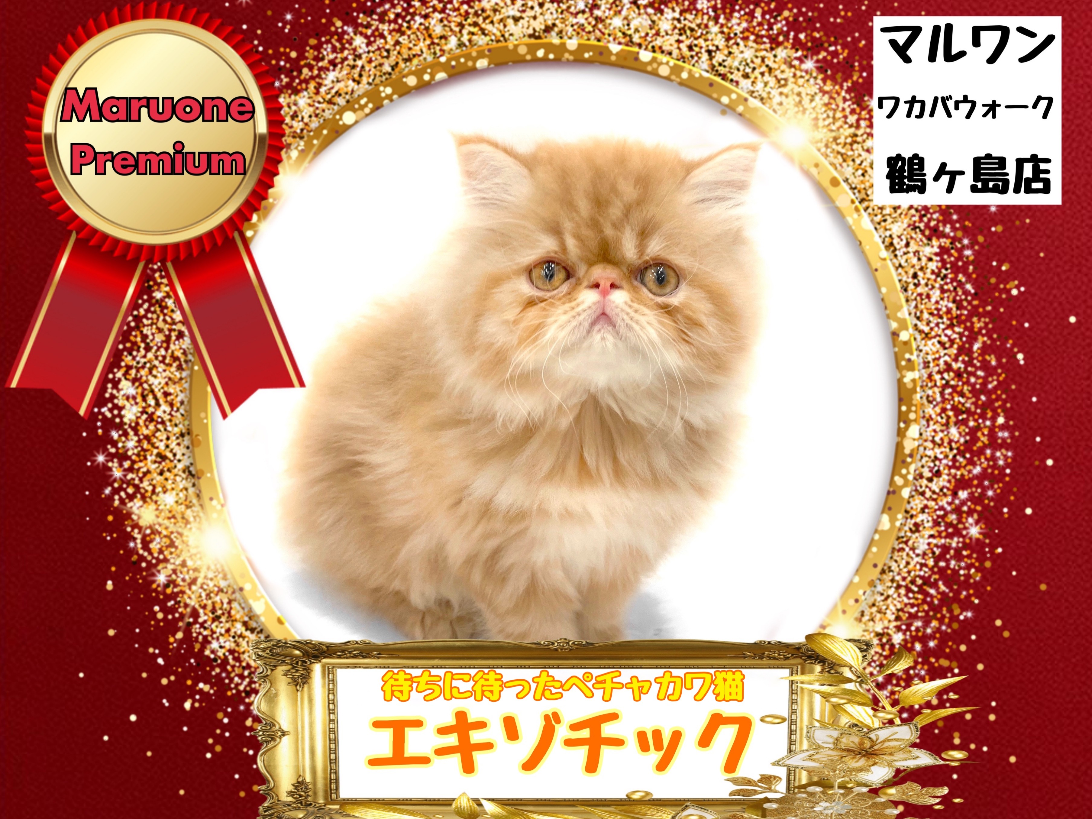 ぎねこ丸 ネコまる 2024年夏秋号 vol.48 (タツミムック) | 猫びより編集部 |本