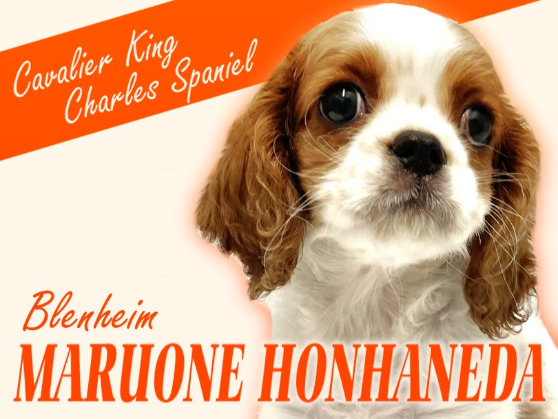 c52e56fa3a4f06fab5f22a2f692047