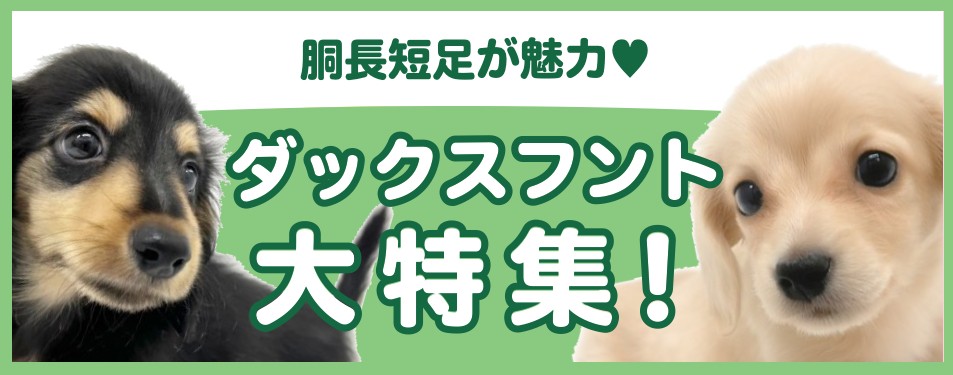 ダックスフント特集 】11/21現在在店中のダックスちゃん！最新動画付き