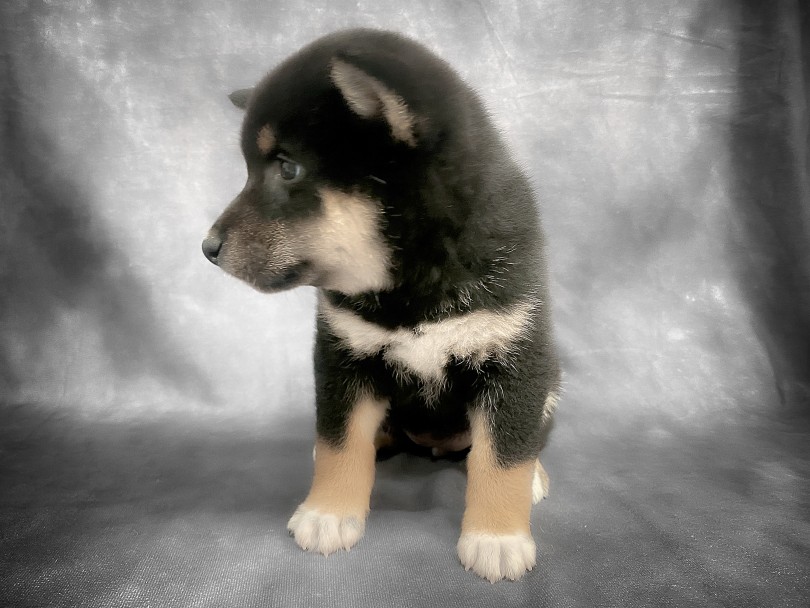 柴犬ならではのクセ強な性格に惹かれる！ | 柴犬 （06-218） - 横浜 大倉山店