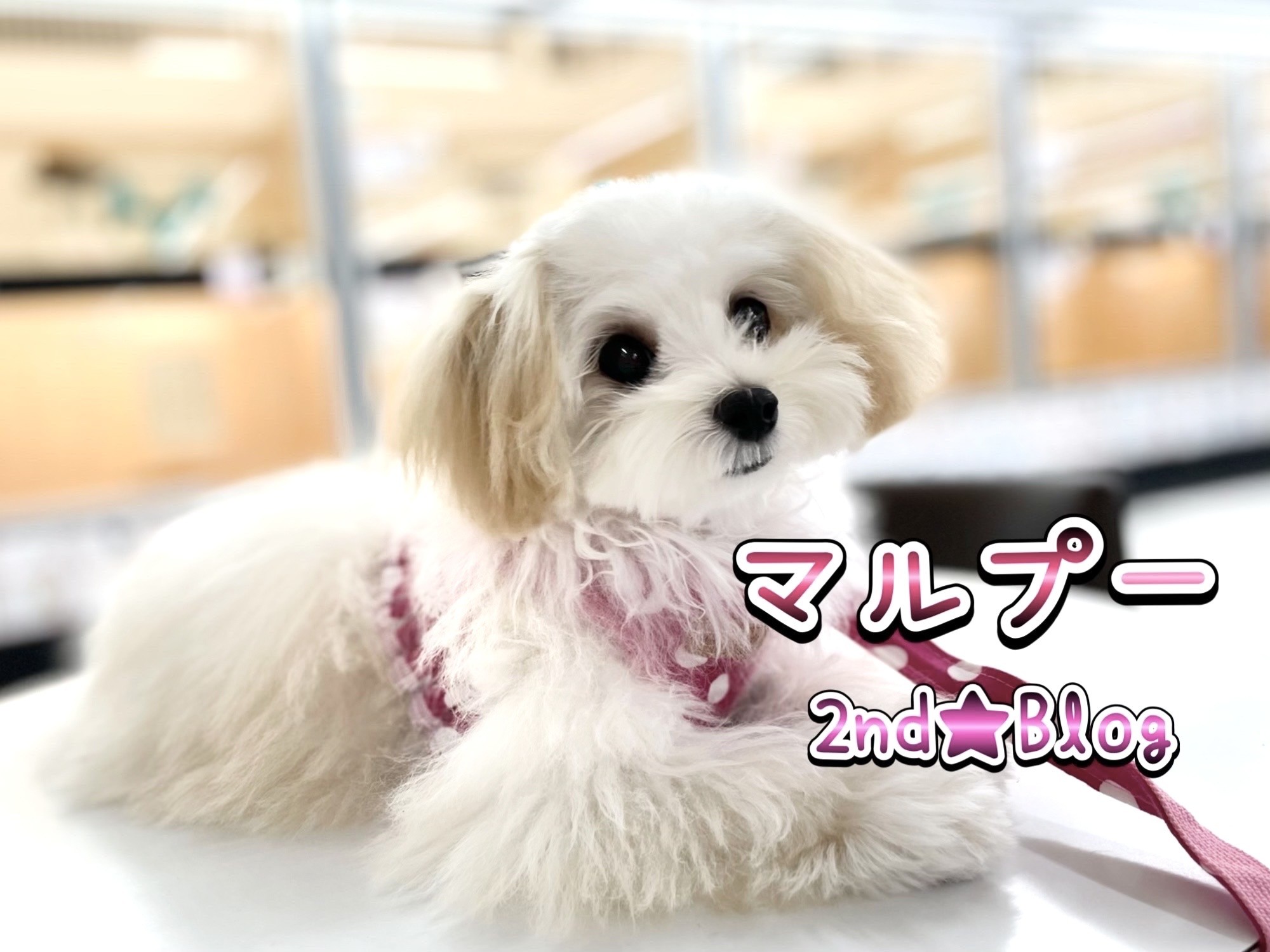 マルプー♡ f8a55cfc891d4b793a5c787d4daa3e