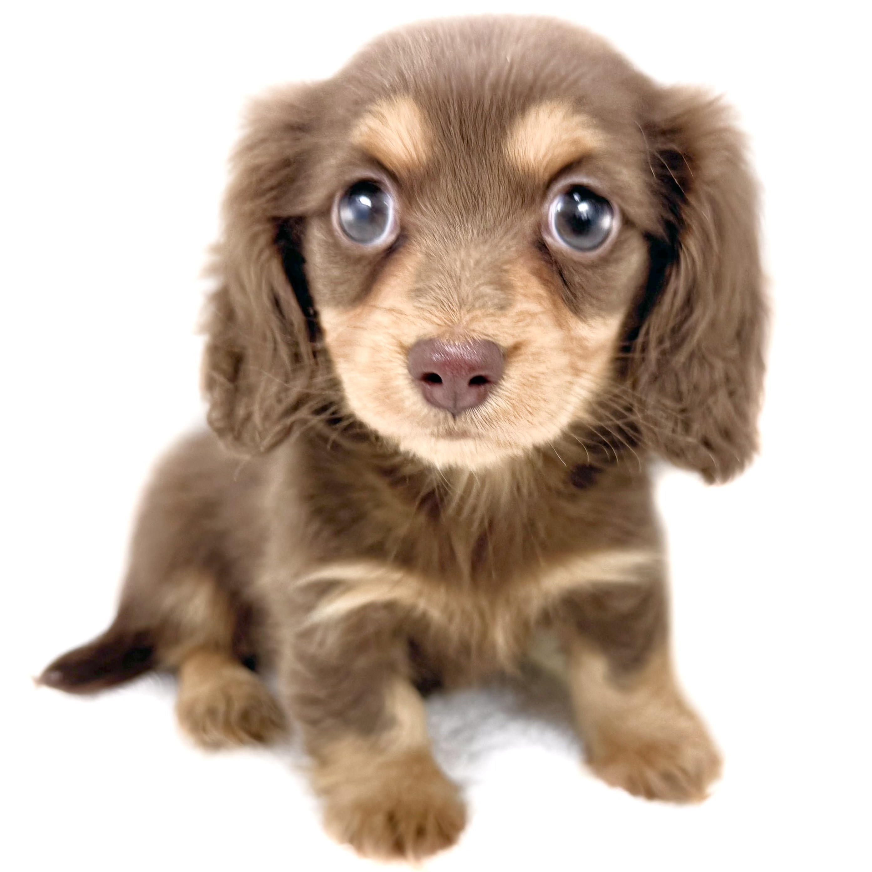 カニンヘン・ダックスフント | ペットショップ マルワン 小さめ子犬