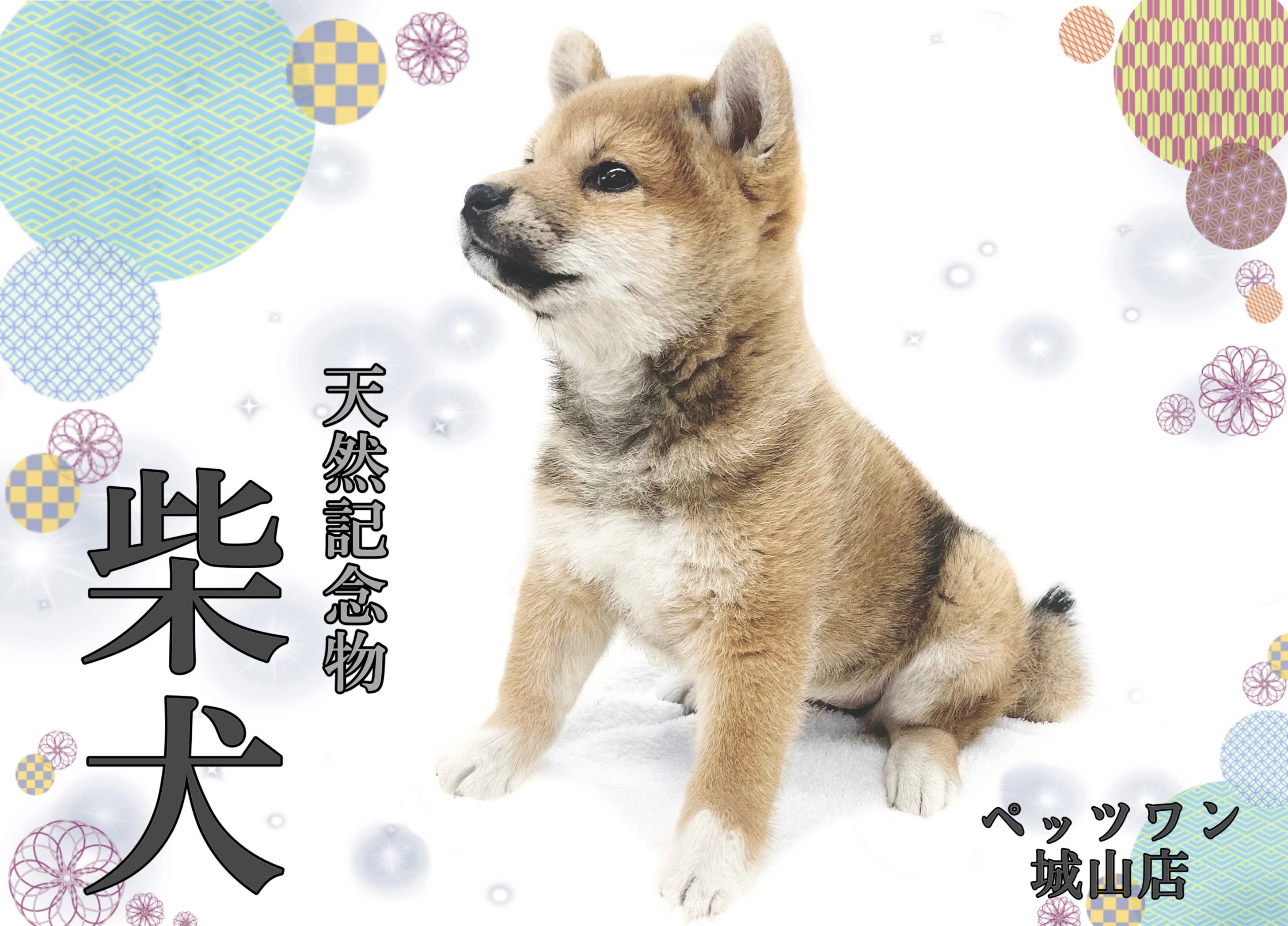 柴犬 】ほのぼのしたのんびり屋さん、注目度No.1柴ちゃんの登場です