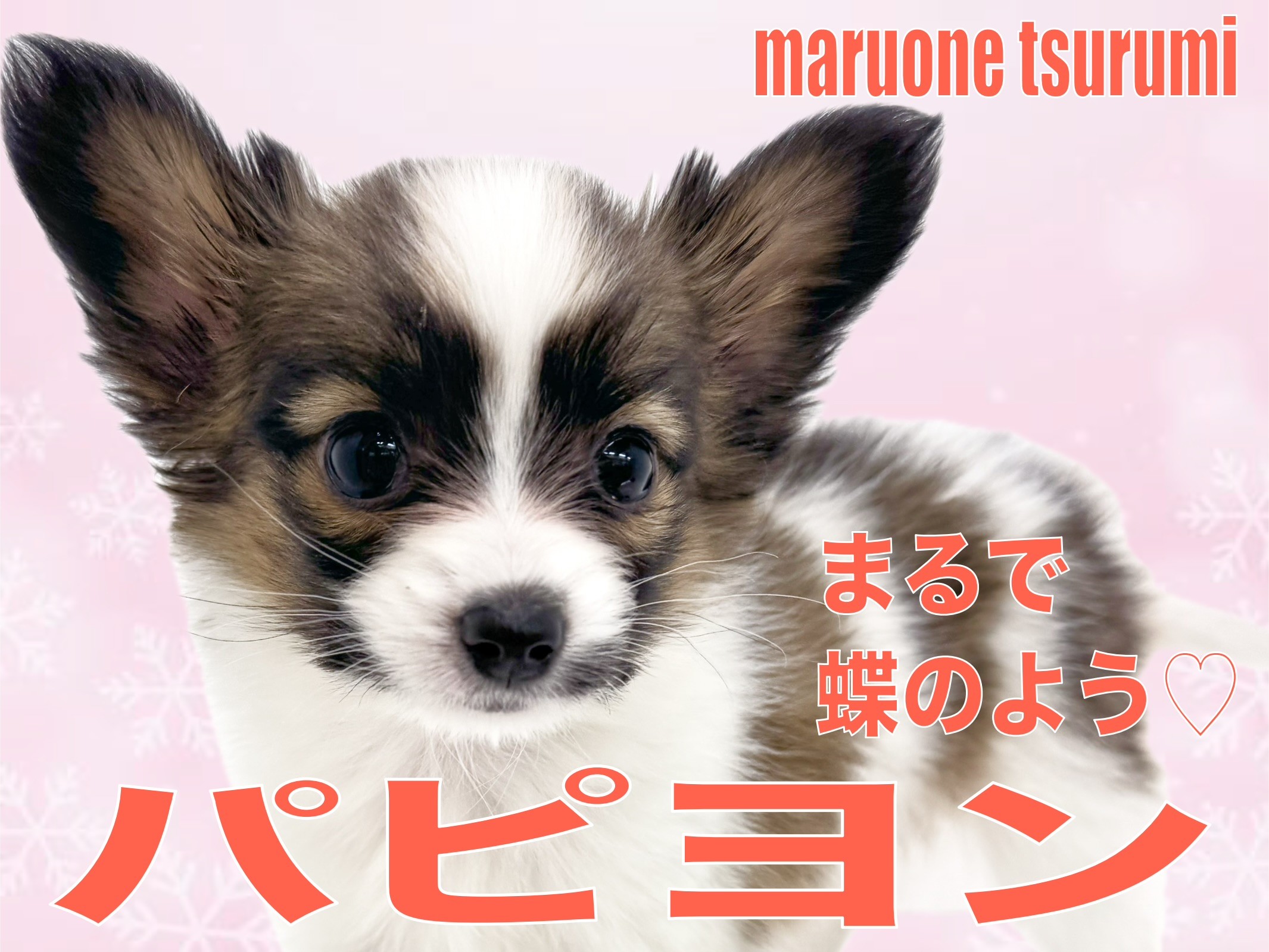 パピヨン 】お耳が蝶のような優雅さをもつプリンセス！！ | マルワン