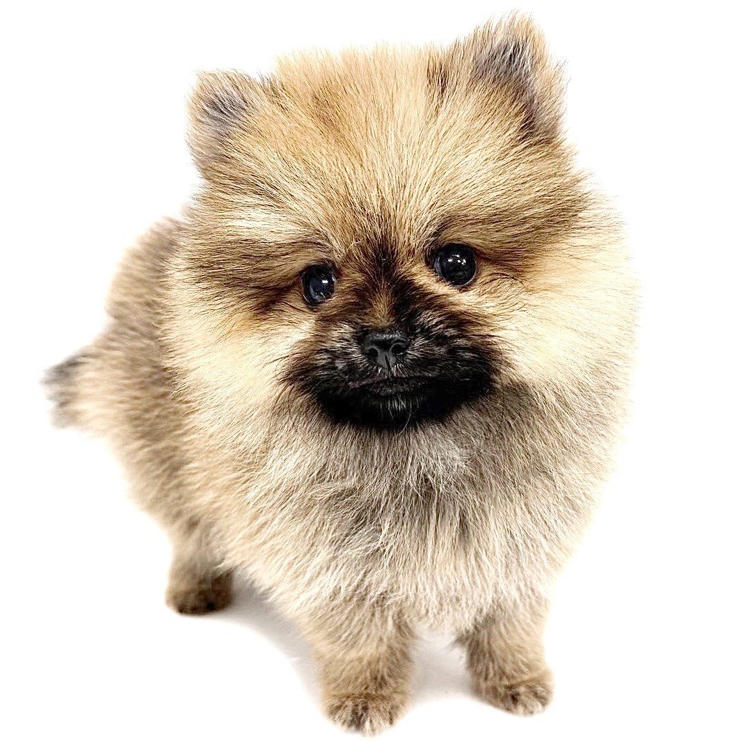 ポメラニアン | ペットショップ マルワン 小さめ子犬 美形な子猫