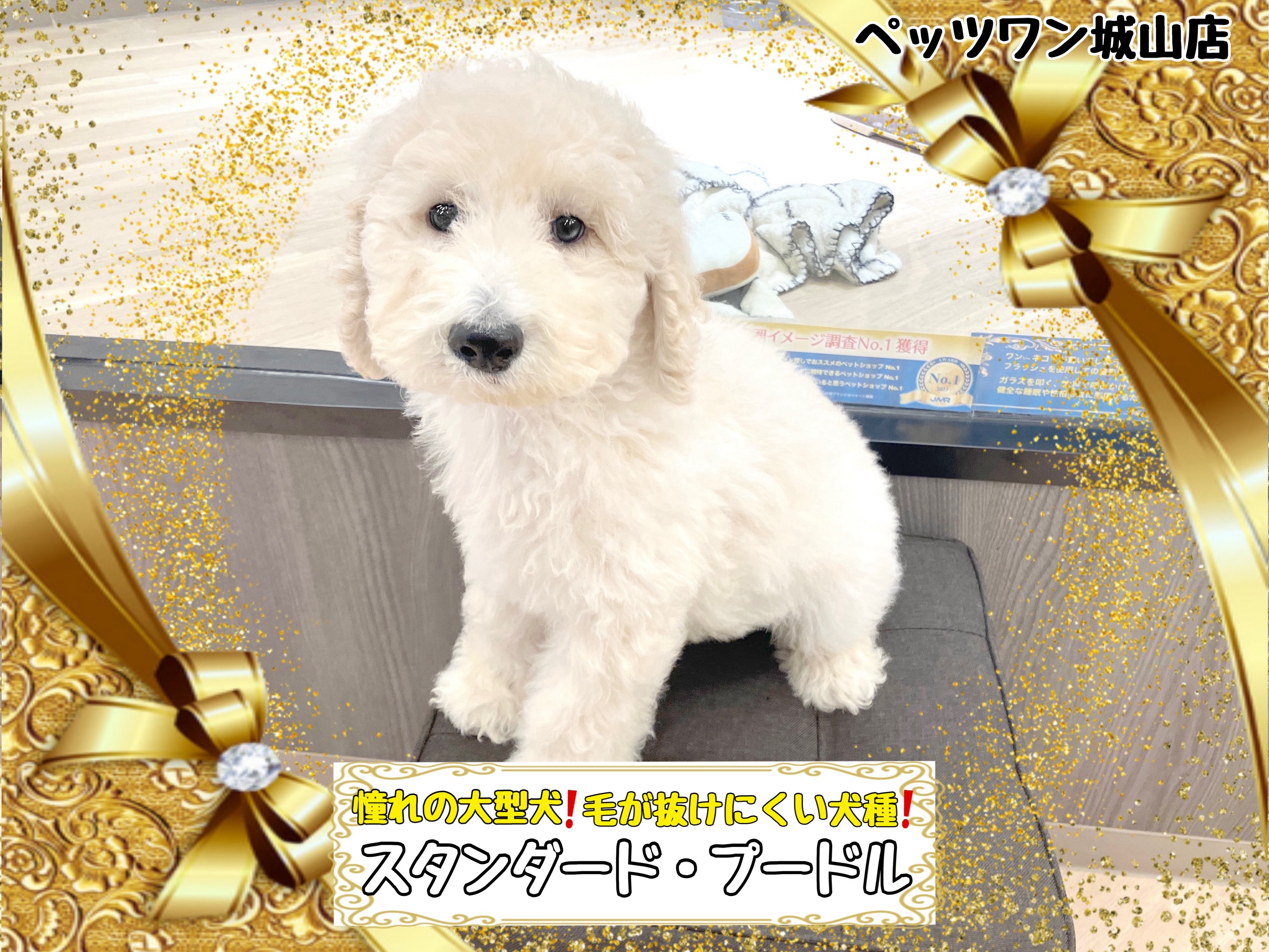 ☆新品☆DOG ポストスタンド マルチーズ シーズー トイプードル 価格の安い♥犬MIX（マルチーズ×トイプードル） ♀ 現在体重560g【新入