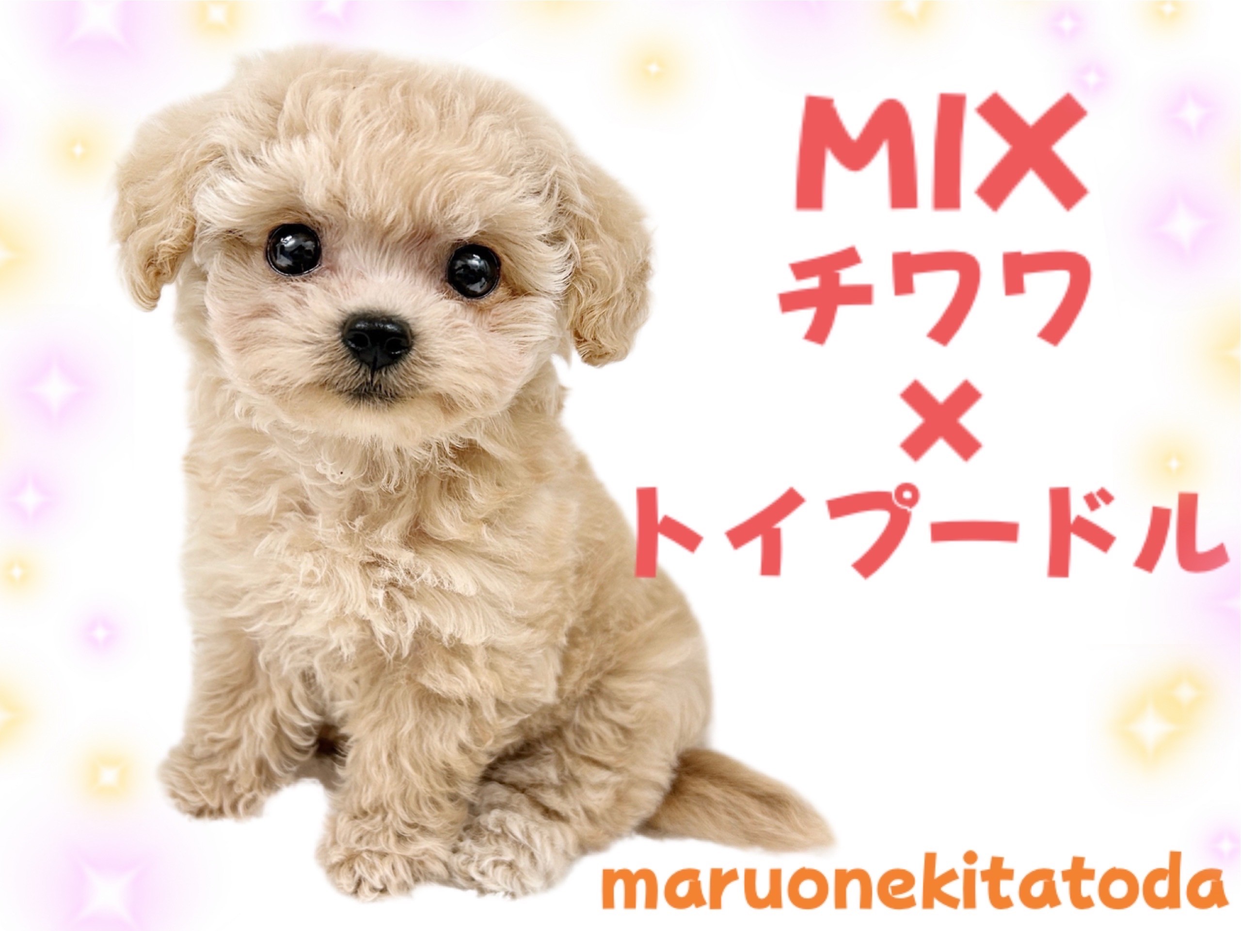 MIXチワプー 】両親のいいとこどり！つぶらな瞳の天真爛漫ガール