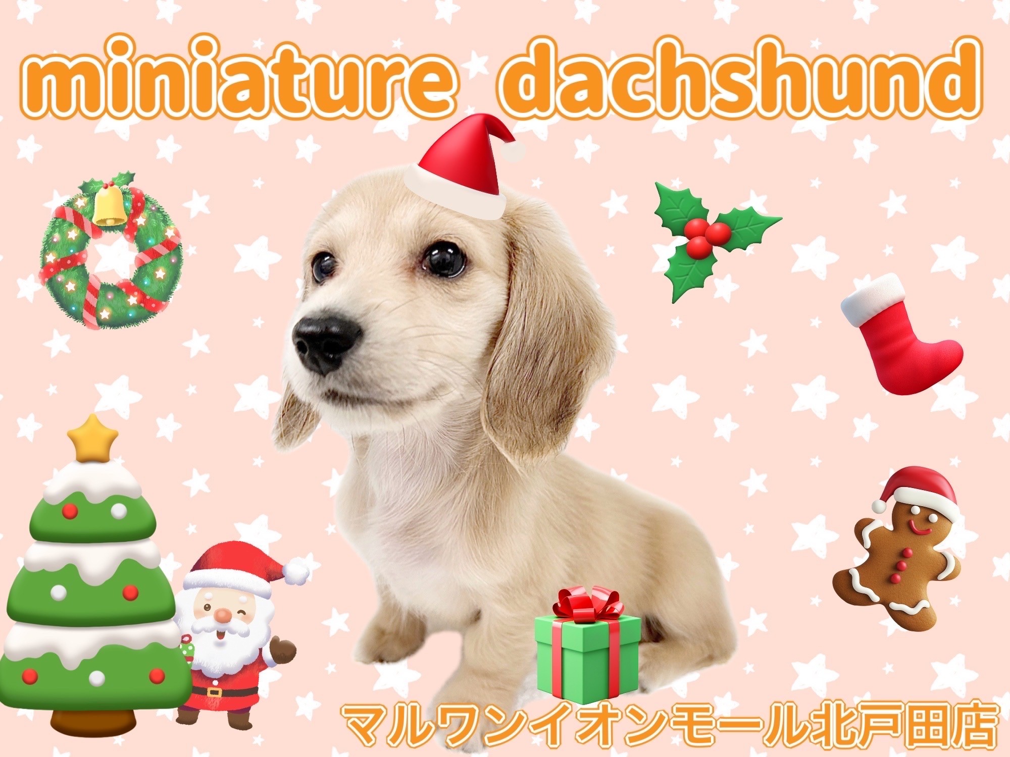 わんこ様 ゼクス Z/X B50-106 混沌の写し身 (SEC シークレット) 星火燎原編 爆煌