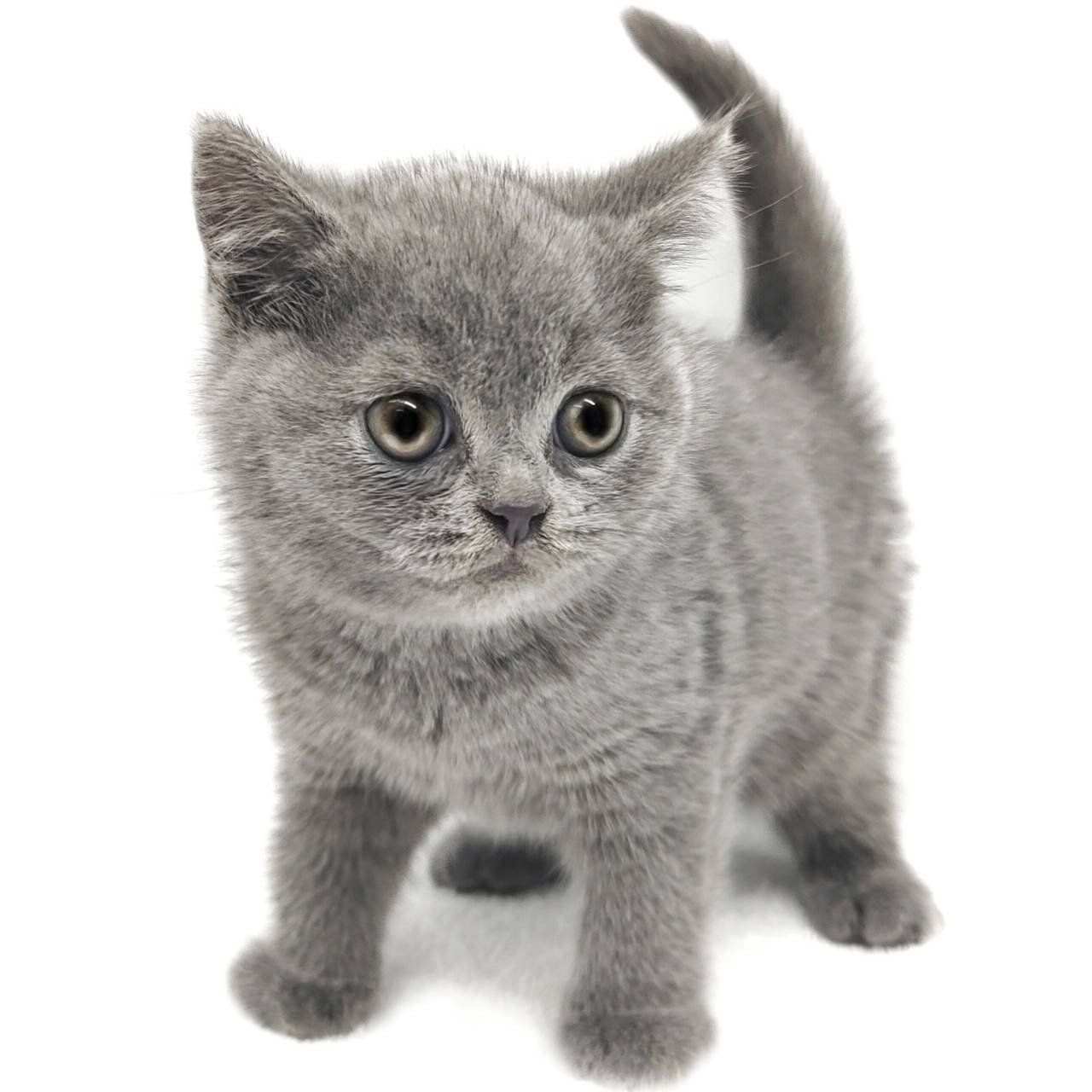 ブリティッシュショートヘア | ペットショップ マルワン 小さめ子犬