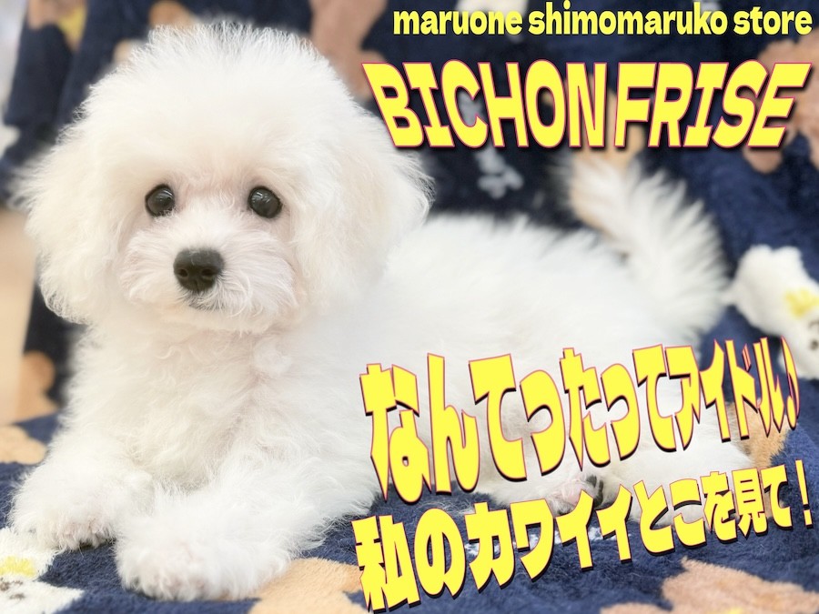 【misen2014さま】vintage ୨୧ リアルファーのおすましワンちゃん misen2014さま】vintage ୨୧ リアルファーのおすましワンちゃん THE