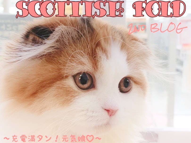 スコティッシュフォールド 】元気っ娘プレミアムスコちゃんの生後100日