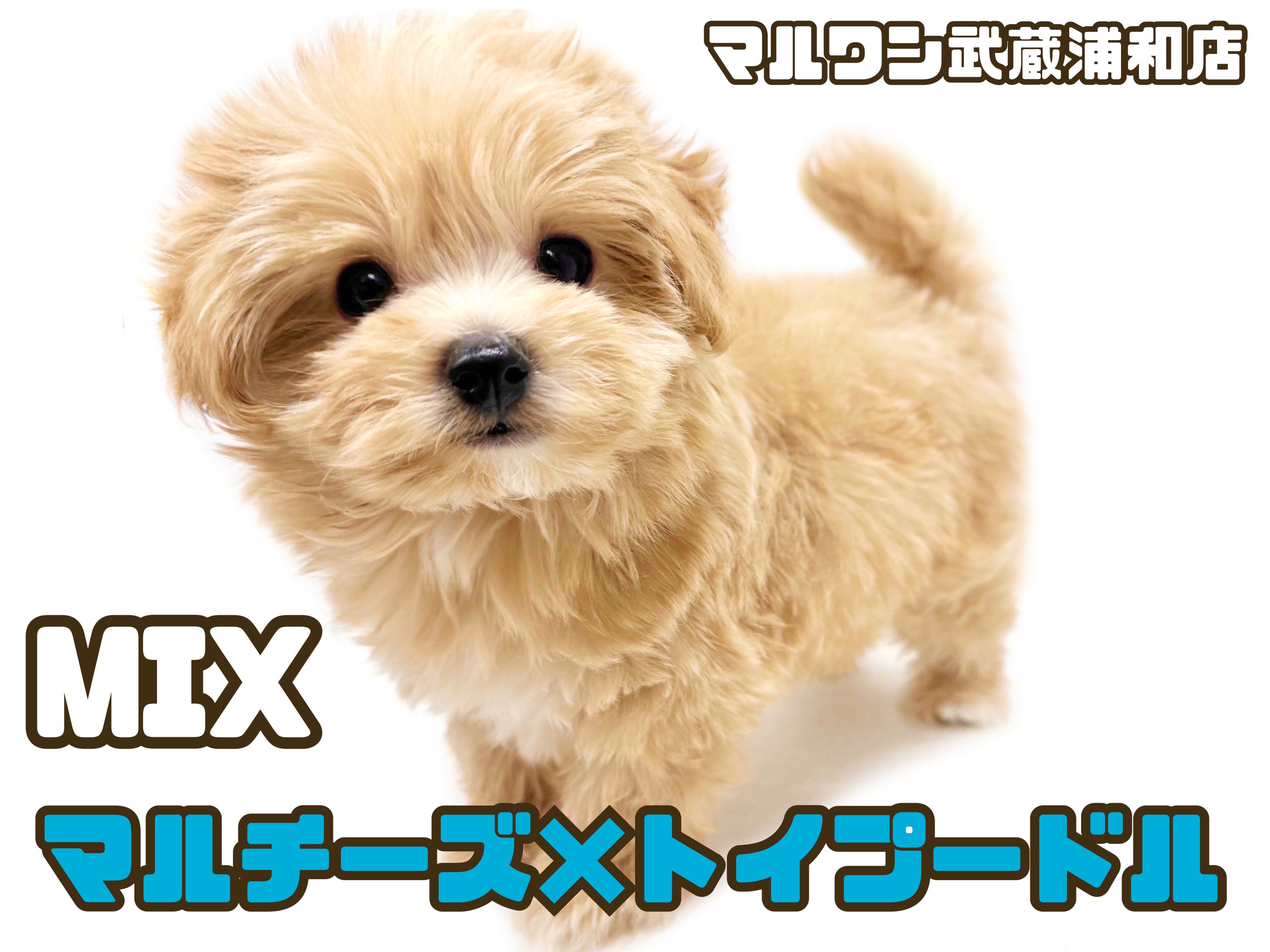 マルプー 】ぬいぐるみ感満載！テディベアのようなマルプーが埼玉に