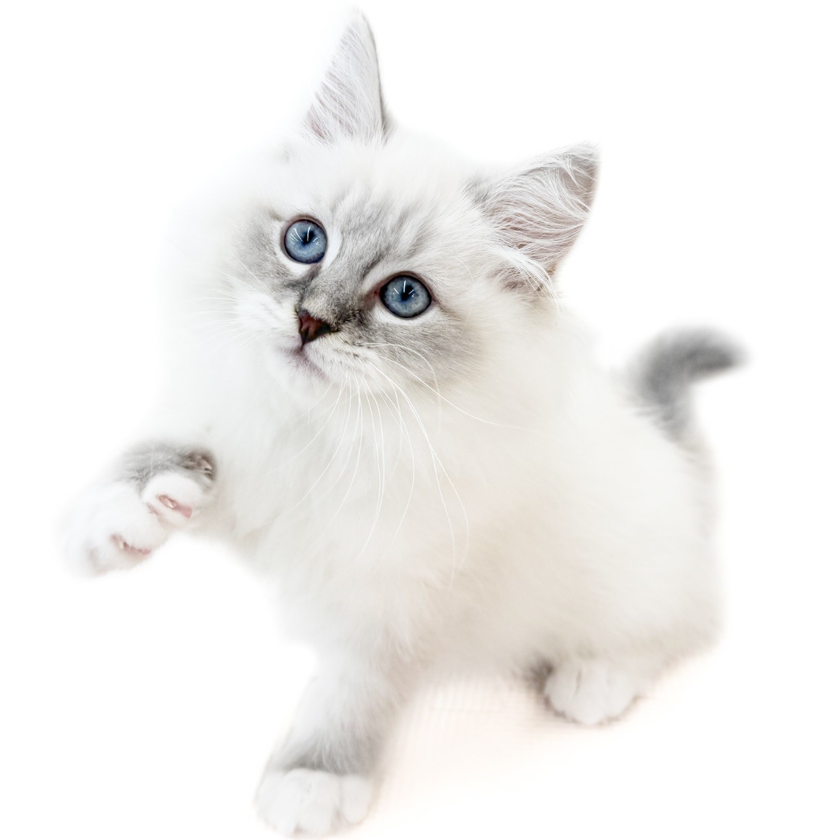 ネヴァマスカレード | ペットショップ マルワン 小さめ子犬 美形な子猫