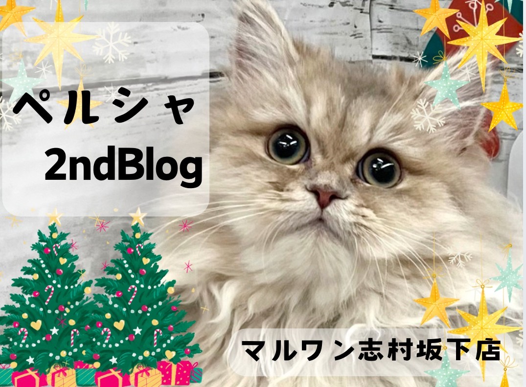 ペルシャ 】生後6ヶ月を迎えるおっとりマイペースな気品溢れる