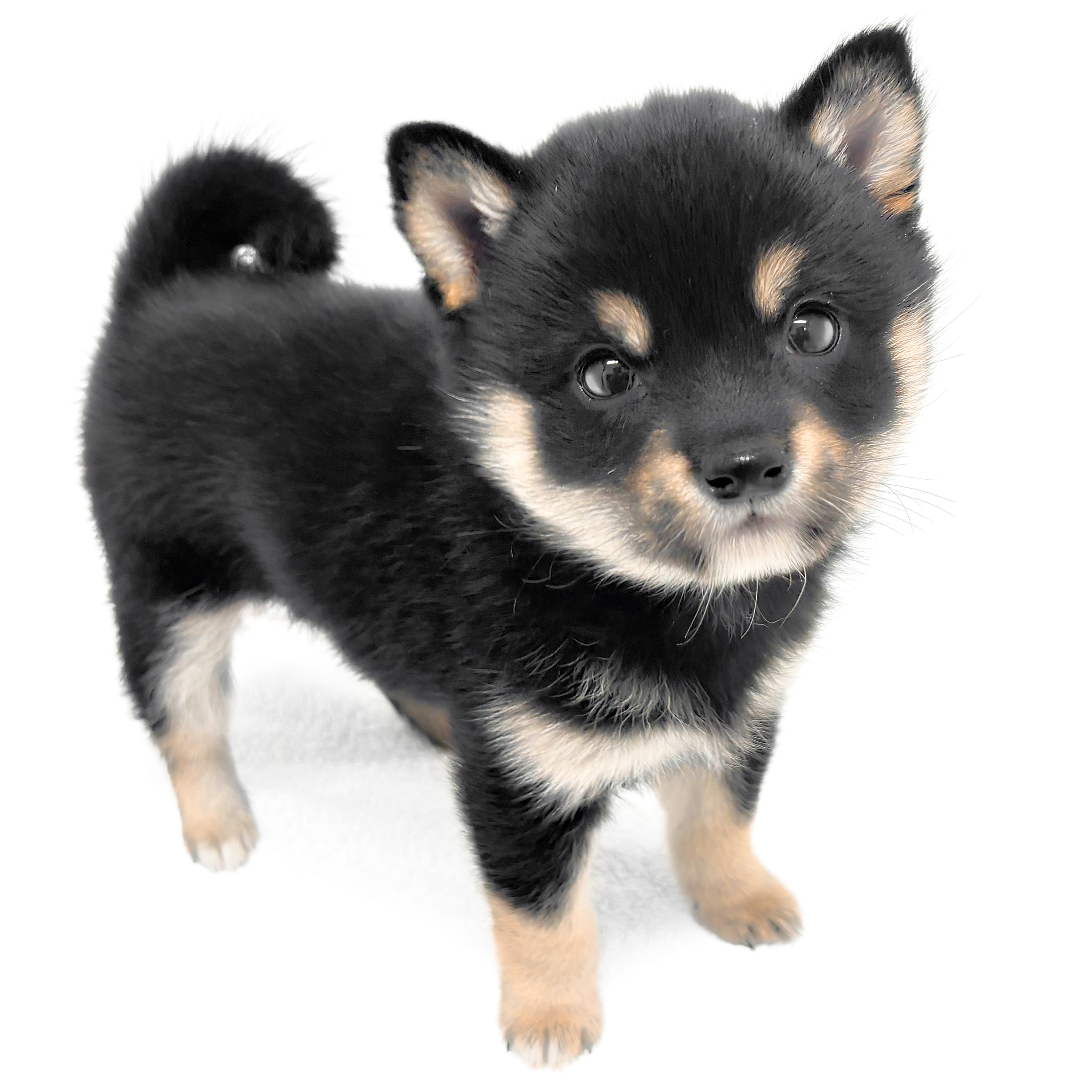 【豆柴さん専用】　BIGBANG 豆柴さん専用】 BIGBANG