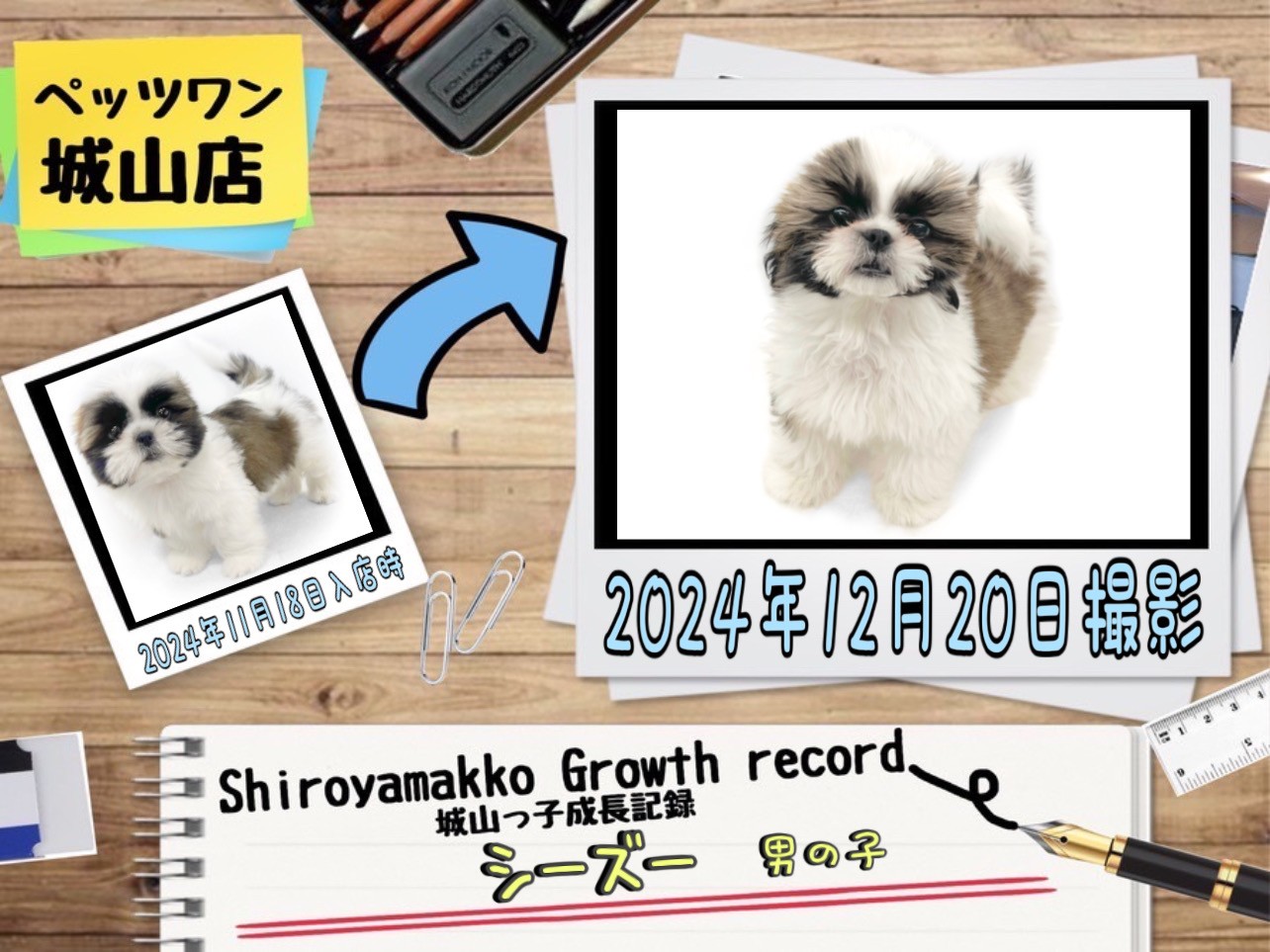 サイクリング♡シーズーちゃんマルチーズちゃん柴犬ちゃんetcオーダー受付ページ 9e368def3b8b86c84ebb8720a567ae