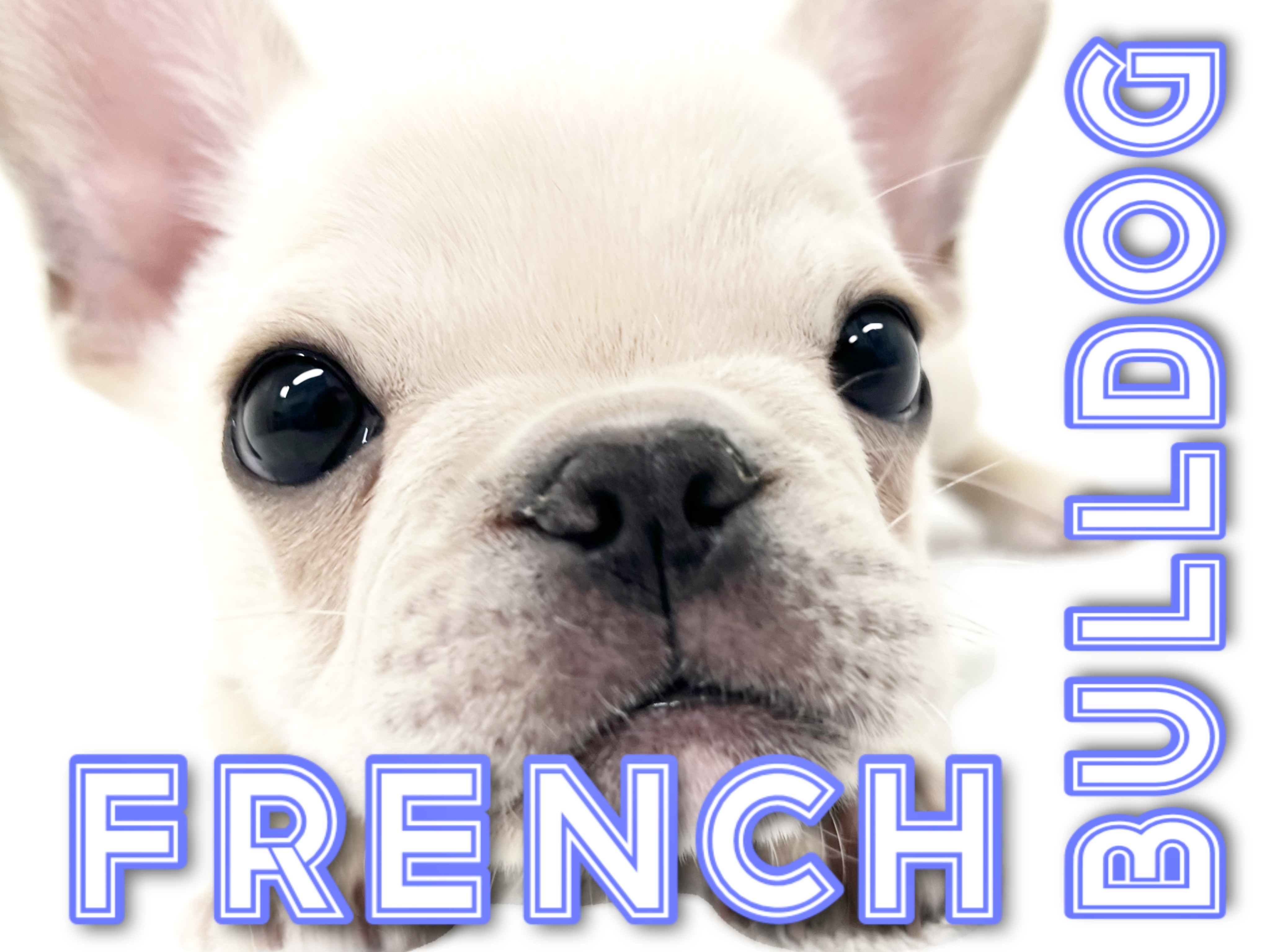 a61daef125434b78177460c6e6f3a5