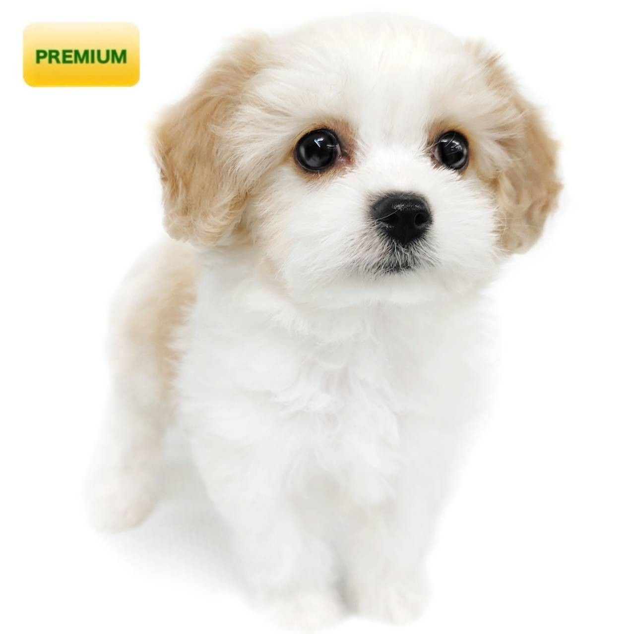 キャバリアキング様 C5440 RHC オールインワン キャバリアキング様 C5440 RHC オールインワン - メルカリ