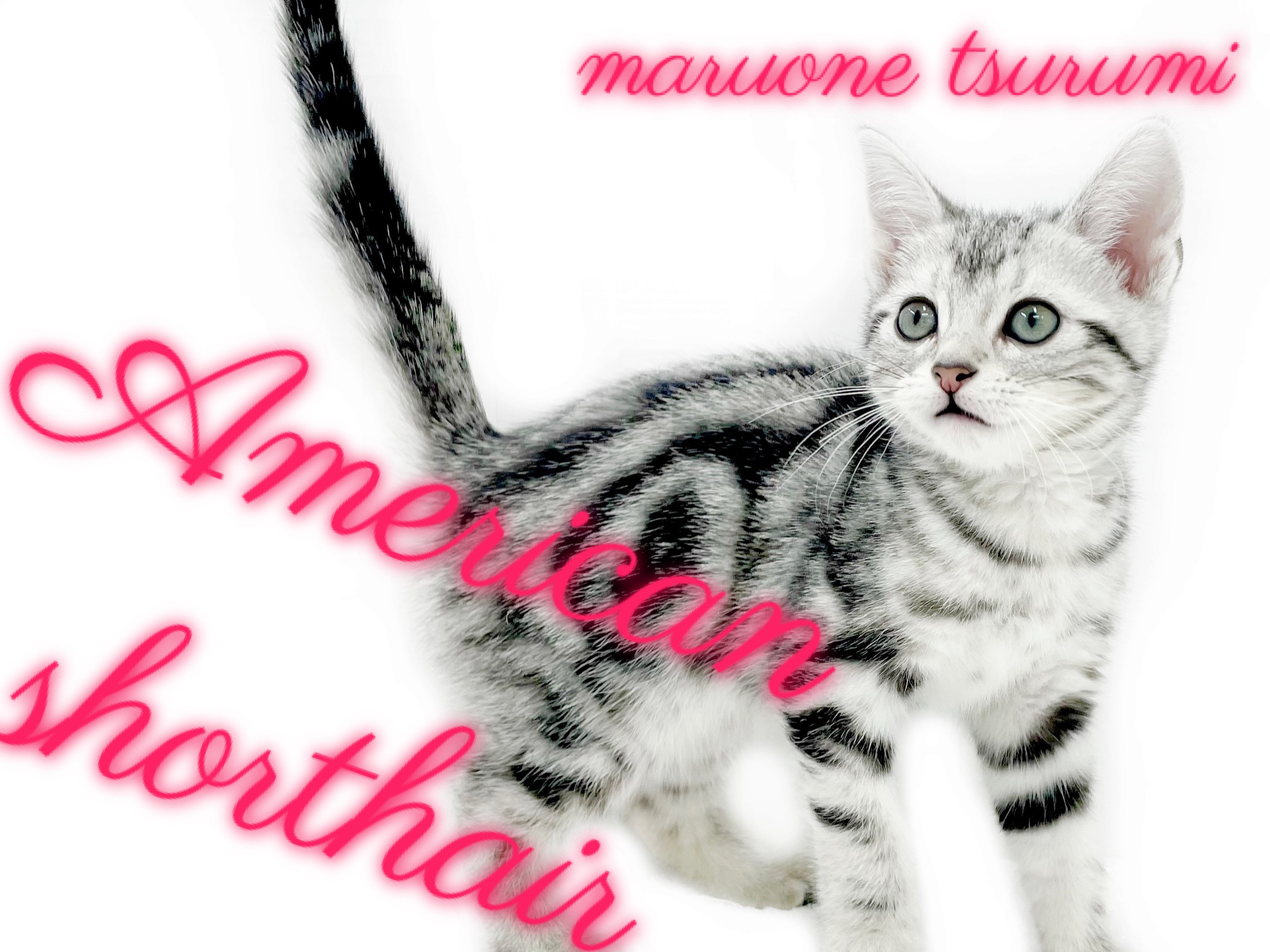 SWAROVSKI アメリカンショートヘア 猫 SWAROVSKI スワロフスキー 置物（Swarovski）LOVLOTS Kitten