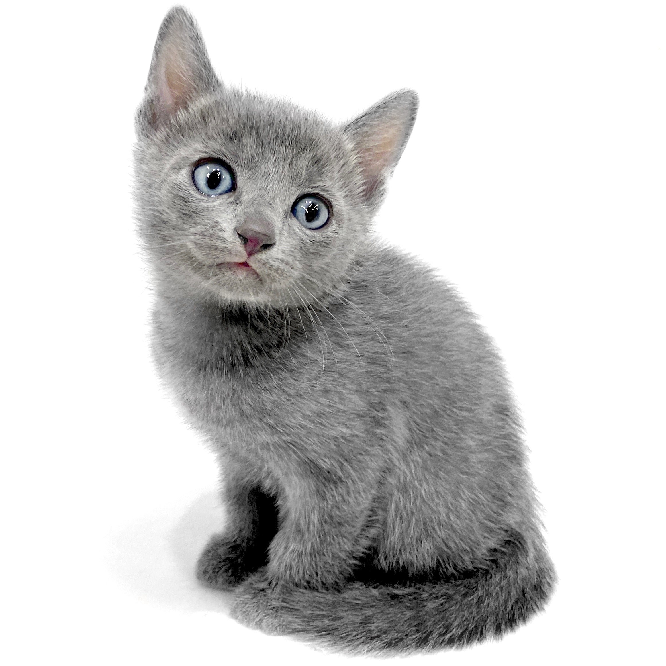 ロシアンブルー | ペットショップ マルワン 小さめ子犬 美形な子猫