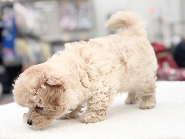 子犬のころからできるお外馴れトレーニング | MIX犬 マルプー （10-130） - 東日暮里店