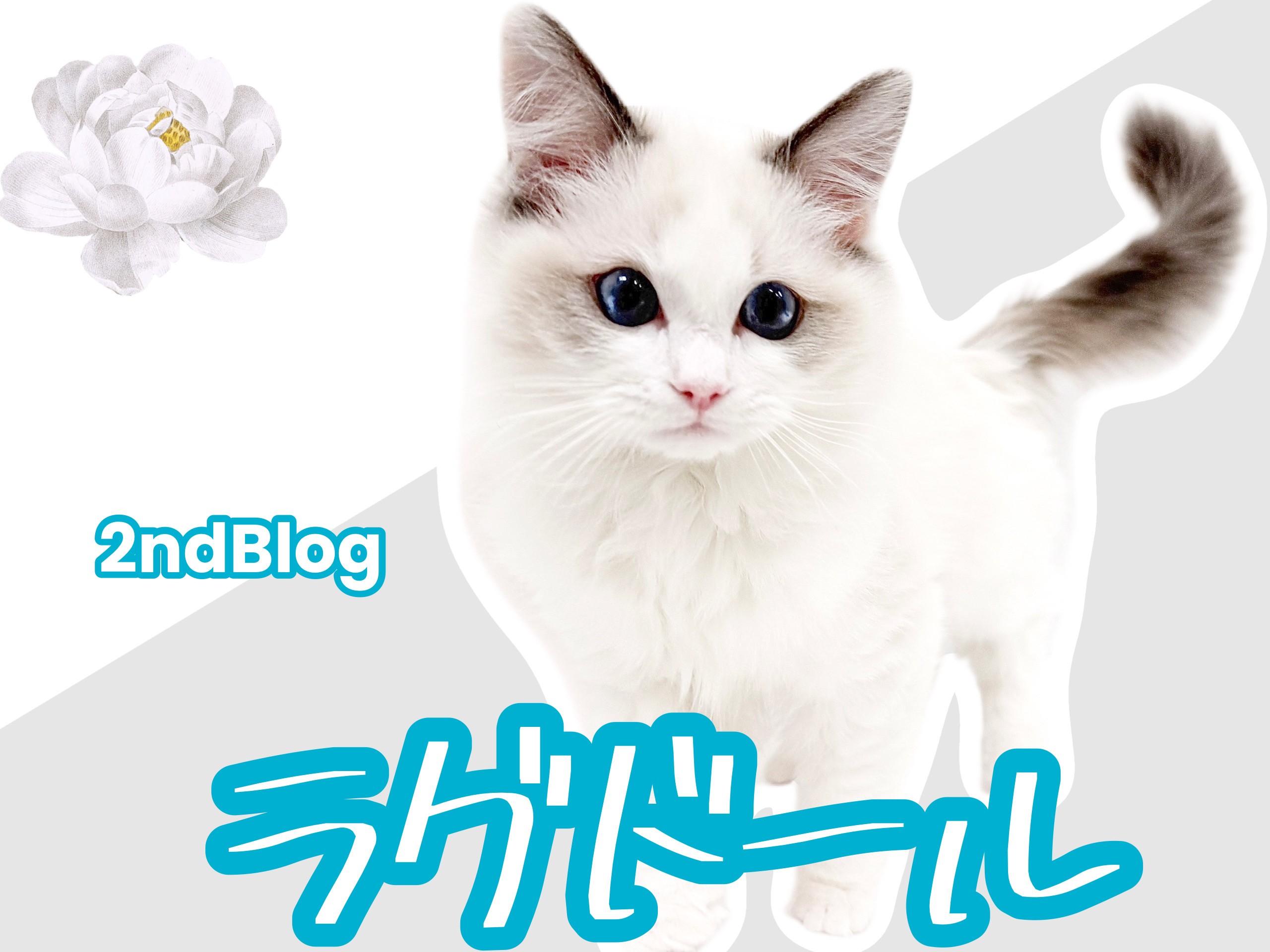 cc21bf54059915ecd52760dbeea25f