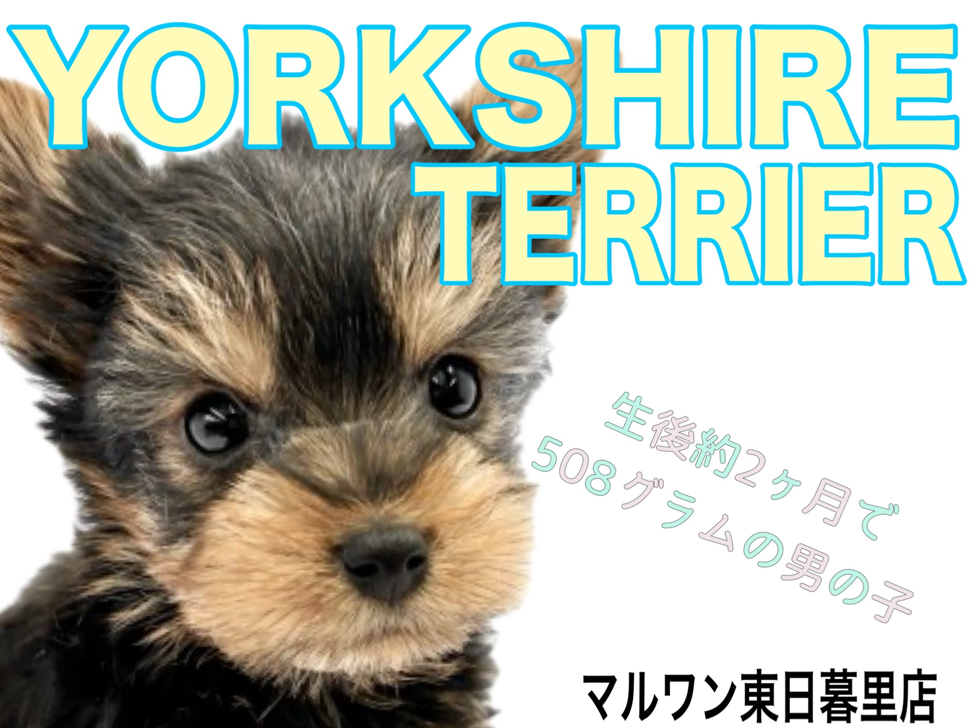 ヨークシャテリア 】将来有望！甘えん坊全開なヨークシャーテリアの