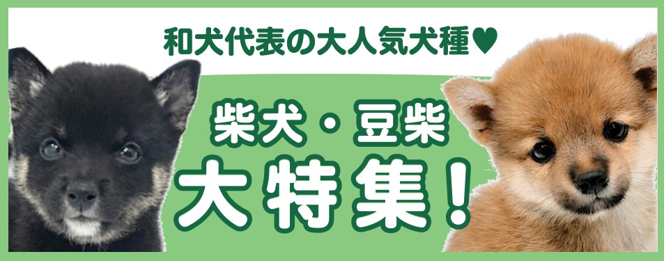 柴犬・豆柴特集 】12/5現在在店中の和犬代表！最新動画は必見
